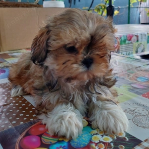 Femela shih tzu de vanzare!   - imagine 3 Femela shih tzu de vanzare!   - imagine 3