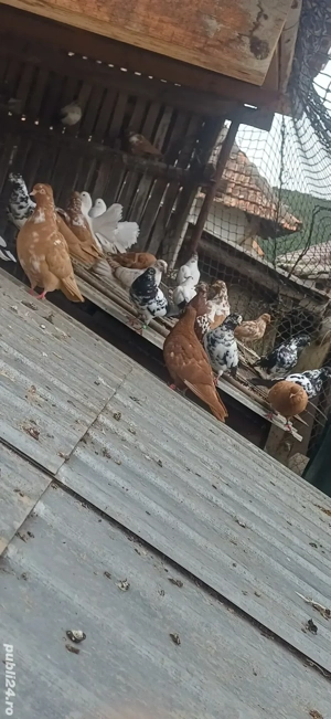 vand porumbei tipleri 