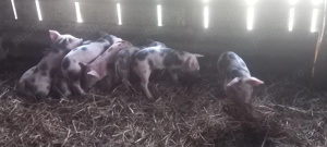 Purcei de carne 6 săptămâni  - imagine 2