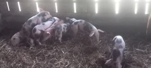 Purcei de carne 6 săptămâni 