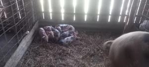 Purcei de carne 6 săptămâni  - imagine 3