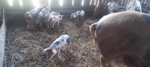 Purcei de carne 6 săptămâni  - imagine 5