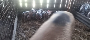 Purcei de carne 6 săptămâni  - imagine 4