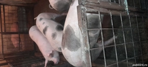 Vand Porci - imagine 2