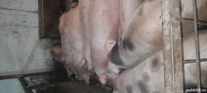 Vand Porci - imagine 3