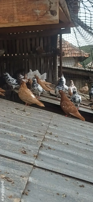 vand porumbei tipleri  - imagine 5