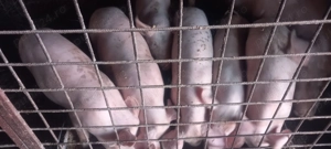 Vand porci grăsuni  - imagine 4