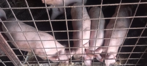 Vand porci grăsuni  - imagine 3