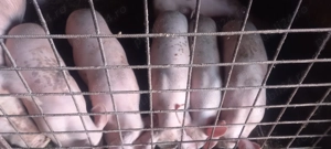 Vand porci grăsuni  - imagine 2