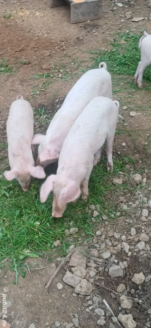 vand surdei purcei - imagine 2 vand surdei purcei - imagine 2