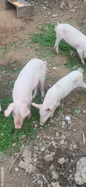 vand surdei purcei - imagine 5 vand surdei purcei - imagine 5