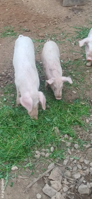 vand surdei purcei - imagine 4 vand surdei purcei - imagine 4