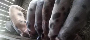 Porci pentru Craciun  - imagine 3