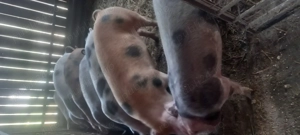 Porci pentru Craciun  - imagine 2