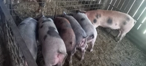 Porci pentru Craciun 