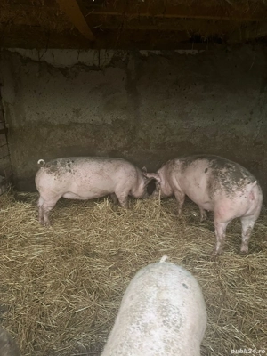 Vand porci pentru Crăciun  - imagine 3