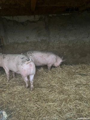 Vand porci pentru Crăciun  - imagine 5