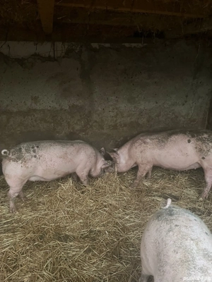 Vand porci pentru Crăciun 