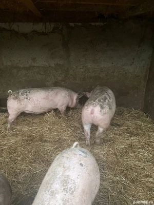 Vand porci pentru Crăciun  - imagine 4