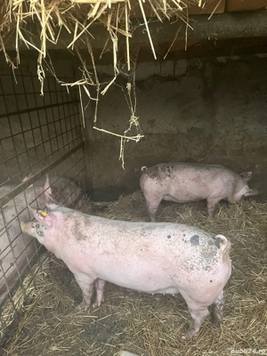 Vand porci pentru Crăciun  - imagine 2