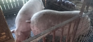 Vând porc  - imagine 2