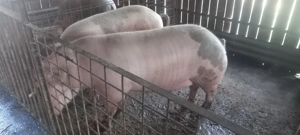 Vând porc  - imagine 3