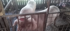 Vând porc  - imagine 4