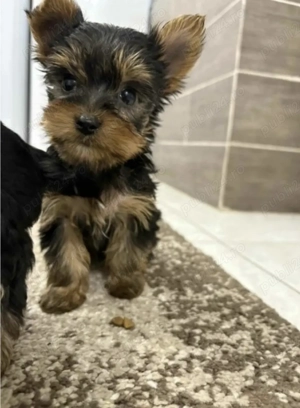 Yorkshire terrier