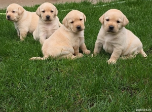Pui Labrador Retriever 