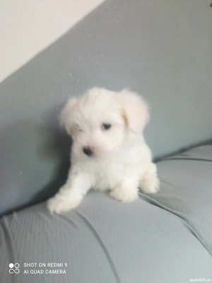 Bichon maltez alb  - imagine 2 Bichon maltez alb  - imagine 2