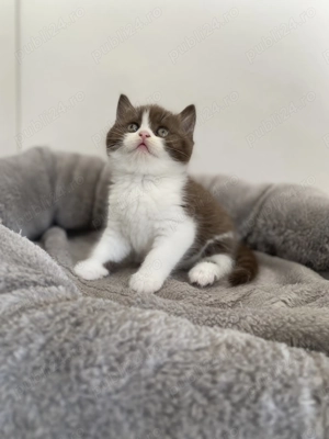 British shorthair chocolate fetiță