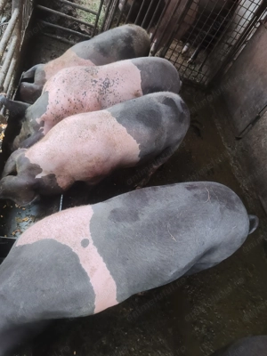 Vând porci crescuți în gospodărie  - imagine 2