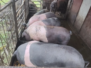 Vând porci crescuți în gospodărie 