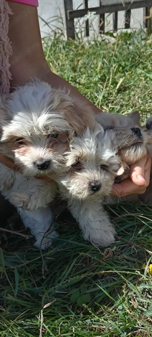 Bischoni Maltez.  - imagine 2