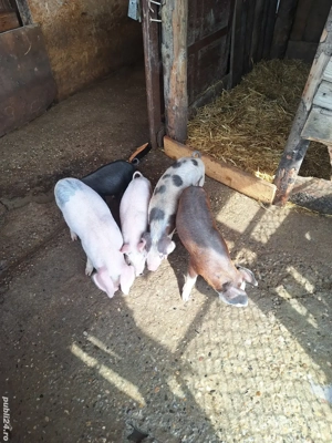 vand purcei de 2 luni poze mai vechii 