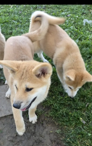 Akita inu japonez de vanzare in Targu-Mures 