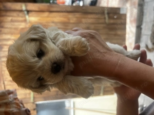  Bichon Maltez mini toy    băiețel adorabil de vânzare! 