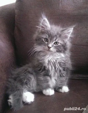 norvegiană de padure