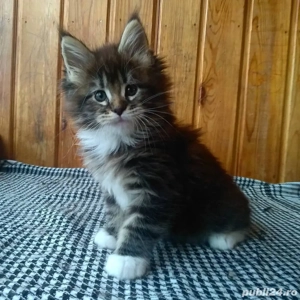 Norvegiana de padure