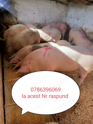  Vând porci de carne 