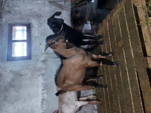 Vând țap Anglo Nubian