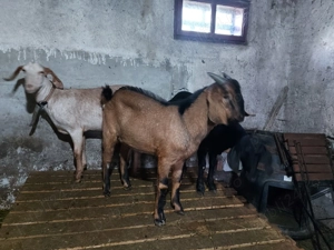 Vând țap Anglo Nubian - imagine 4 Vând țap Anglo Nubian - imagine 4