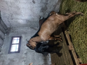 Vând țap Anglo Nubian - imagine 3 Vând țap Anglo Nubian - imagine 3