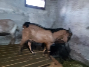 Vând țap Anglo Nubian - imagine 2 Vând țap Anglo Nubian - imagine 2