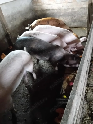 Vand purcele de samanta sau ingrasat