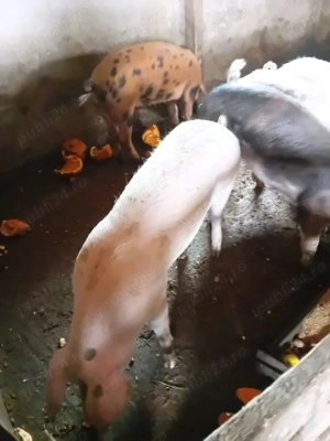 Vand purcele de samanta sau ingrasat - imagine 2