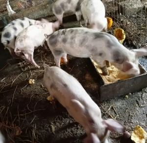 Vand purcei Pietrain