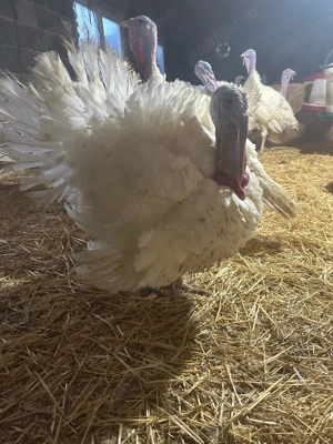 Vând Curcani crescuți la țară de la o zi