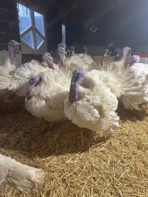 Vând Curcani crescuți la țară de la o zi - imagine 3