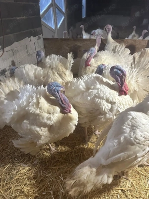 Vând Curcani crescuți la țară de la o zi - imagine 2